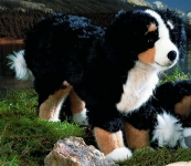 Bernese Mountain Dog, standing 