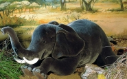 Elephant "Matibi", lying 