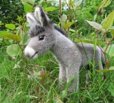 Donkey Foal 