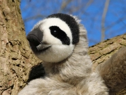 Sloth "Rocco", small 