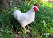 Chicken, white 