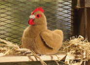Kleines Huhn, rotbraun 