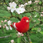 Kanarienvogel, rot 