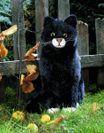 Male Cat "Eduard", sitting 