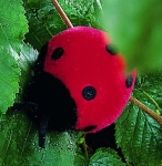 Ladybird 