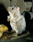 Rat "Rosine" 