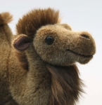 Bactrian Camel "Gobi" 