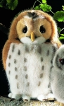 Tawny Owl "Julius" 