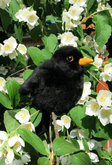 Blackbird "Türilü" 