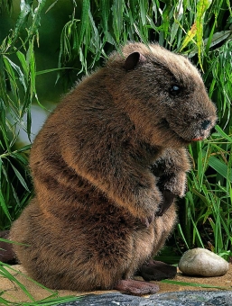 Beaver "Elli", standing 