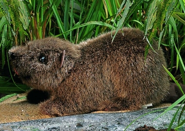 Beaver "Bibi", lying 