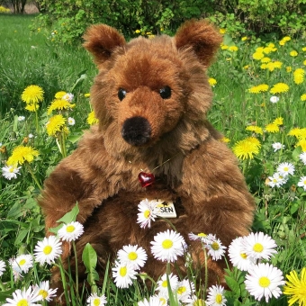 Brown Bear "Beauty" 