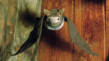 Bat, dark brown 