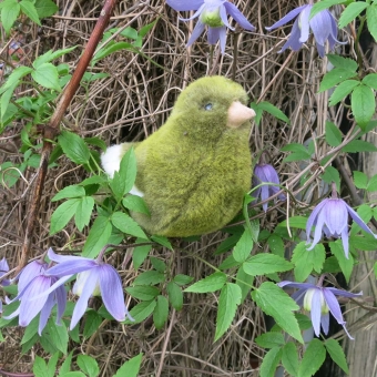 Kanarienvogel, grün 