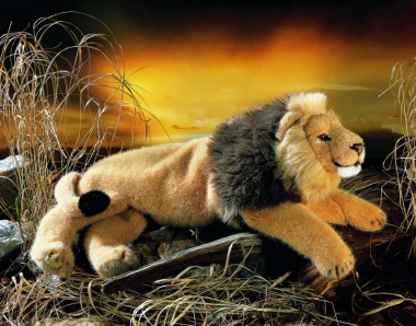 Lion "Shari", lying 