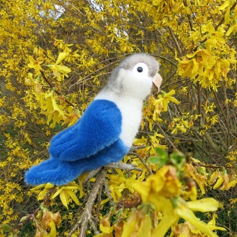 Lovebird, blue 