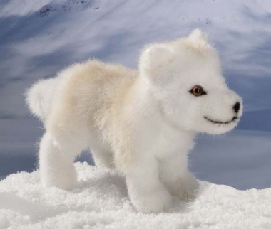 Arctic Wolf Puppy, standing 
