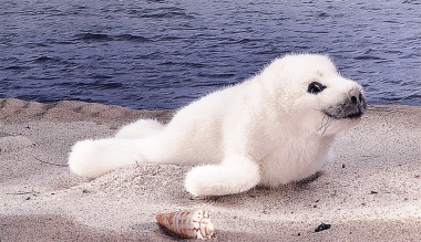 Ringed Seal, Baby 
