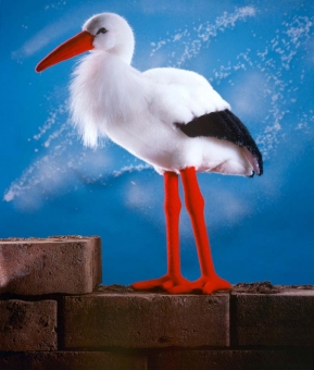 Stork "Adebar" 