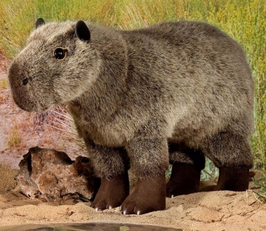 Capybara "Luana" 