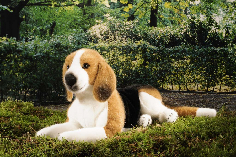 Beagle, liegend 