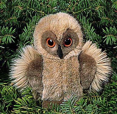 Owlet 
