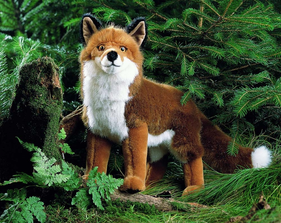Fox "Felix", standing 