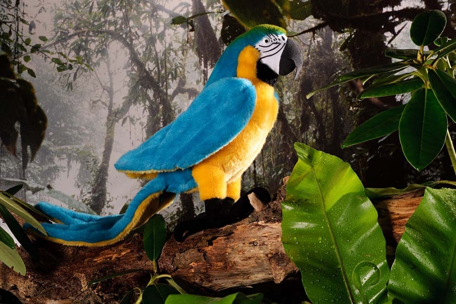 Blue-and-Yellow Macaw 