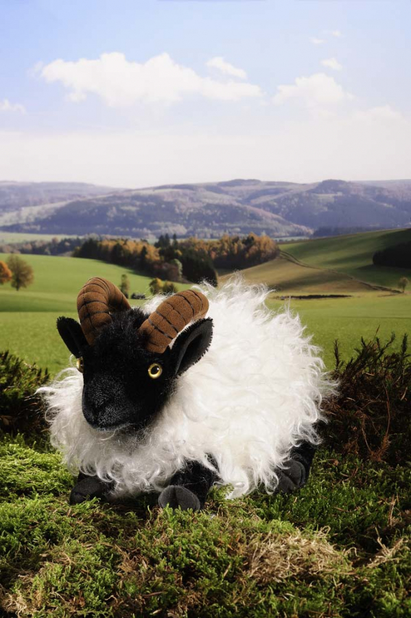 German Moorland Sheep, lying, mohair 