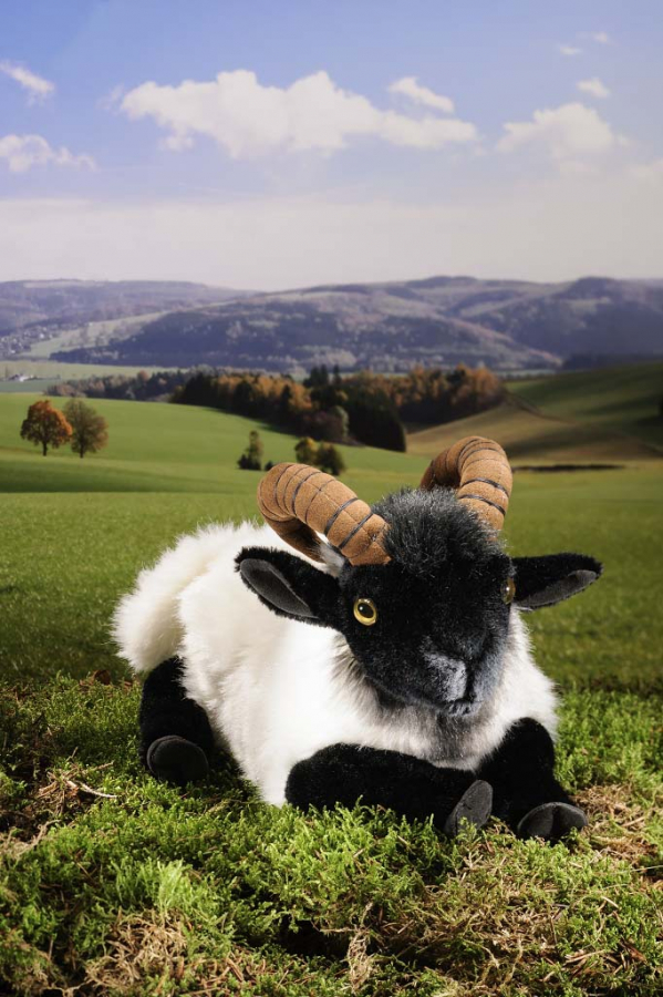 German Moorland Sheep, lying 