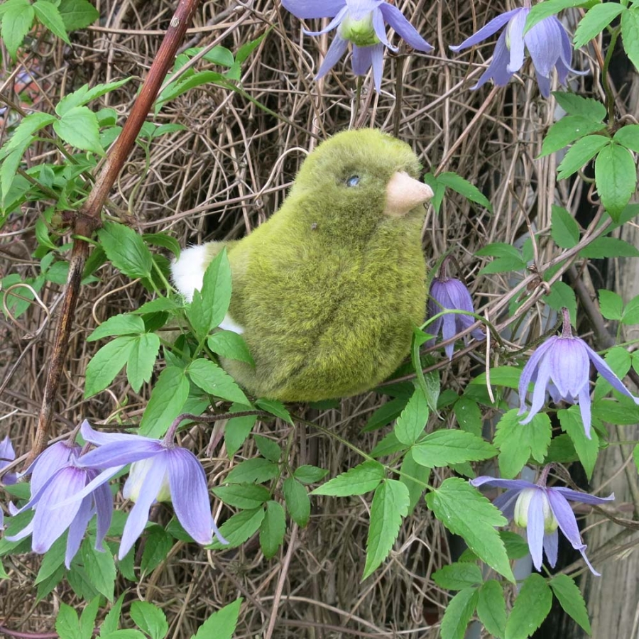 Canary, green 