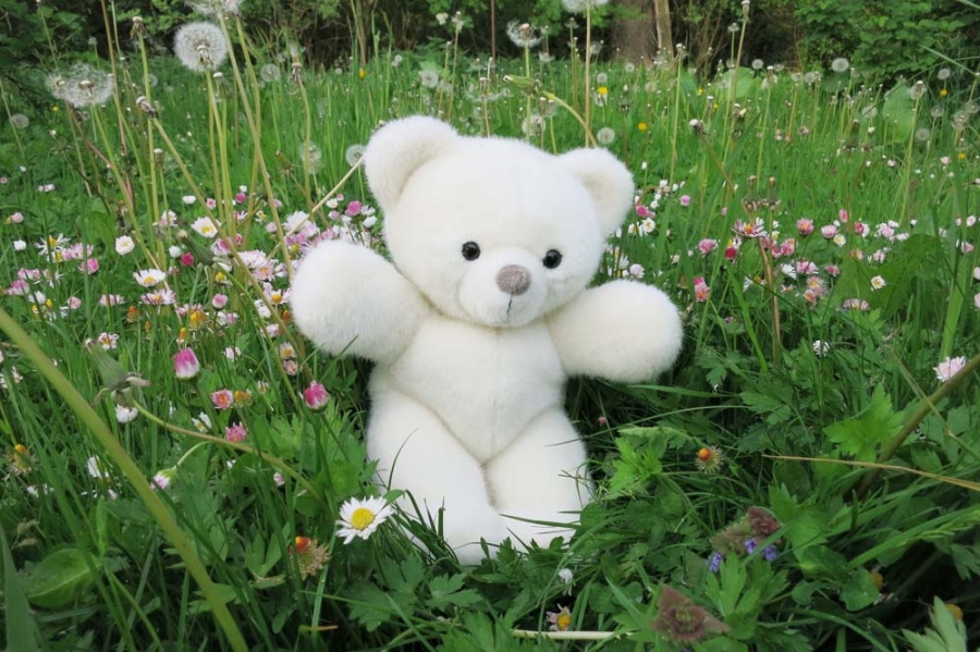 Cuddly teddy bear "Flocke" 