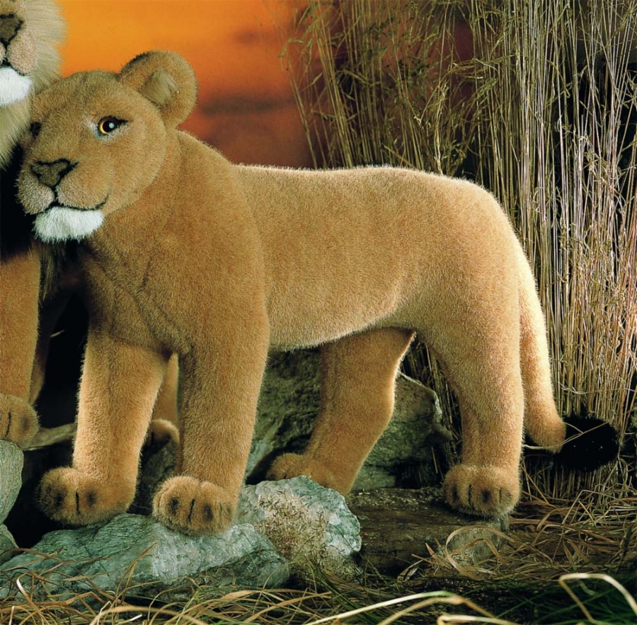 Lioness "Mara" 