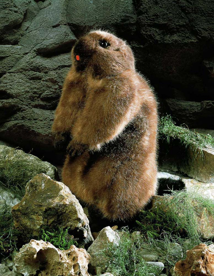 Marmot "Murmeli" 