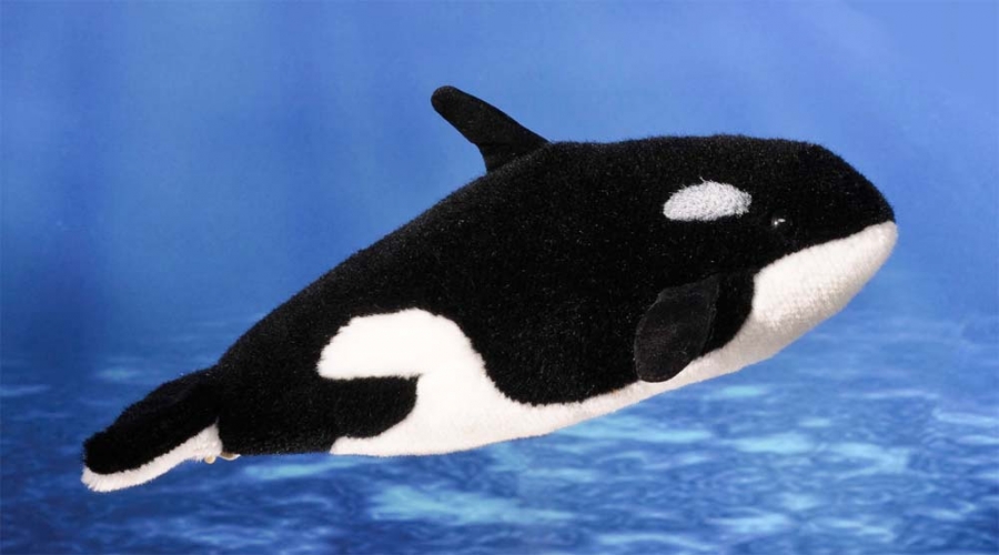 Orca, calf 
