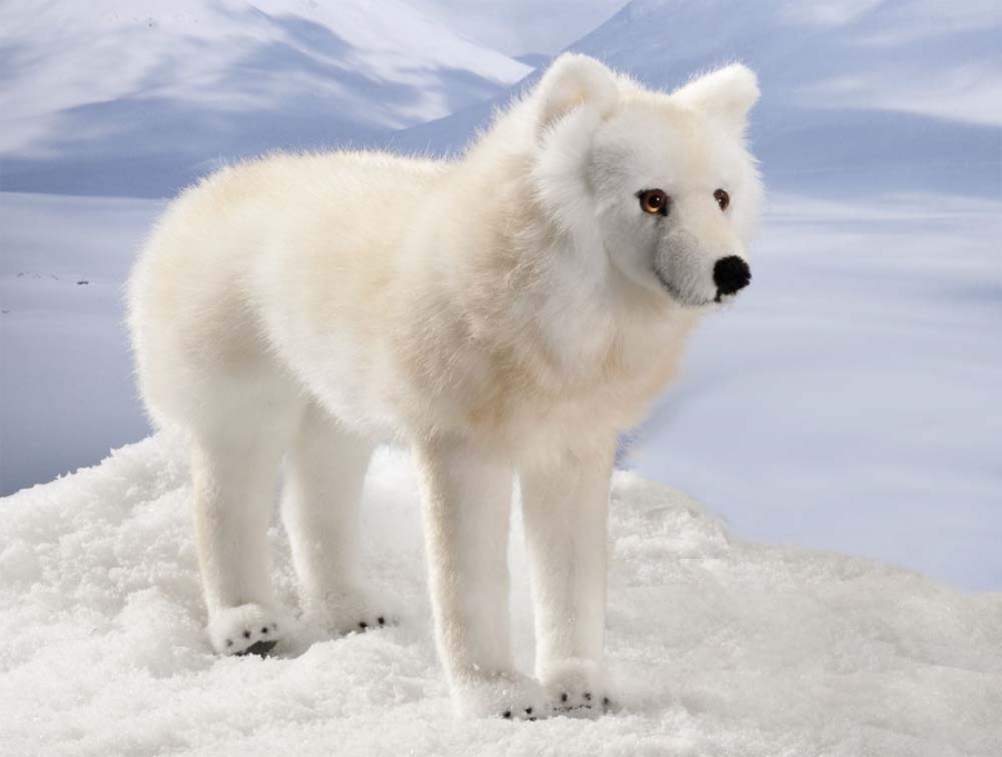 Arctic Wolf, standing 