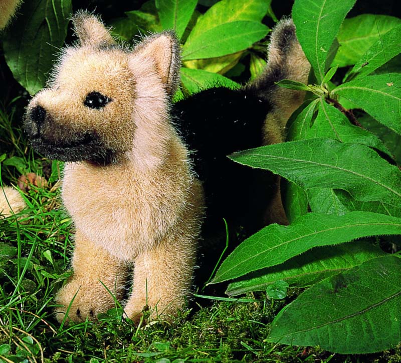 German Shepherd Puppy 
