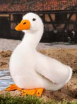 Duck, small 
