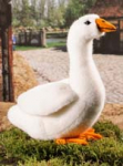 Goose, small 