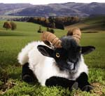 German Moorland Sheep, lying 