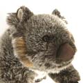 Wombat "Donna" 