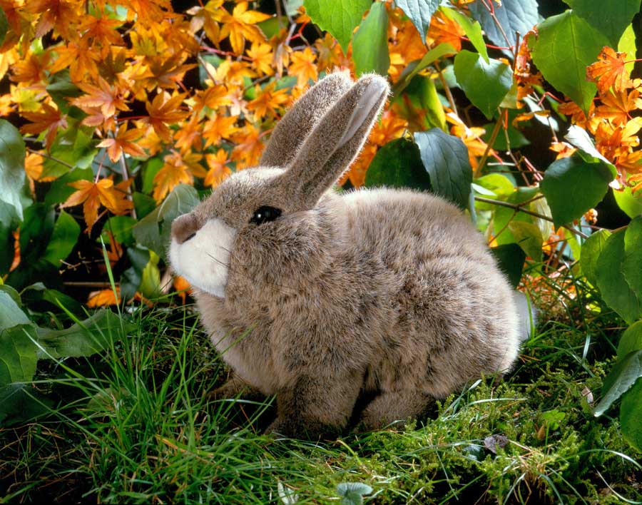 Musik Hase/Musikantik Hase/Kaninchen Puppe/Nadel gefilztes Kaninchen/Musiker  Kaninchen/Nadelgefilztes Tier/Filzes Kaninchen/Kaninchen Ornament/Kaninchen  - .de